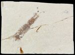 Fossil Mantis Shrimp (Sculda syriaca) - Lebanon #48534-1
